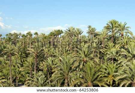 Palm tree forest in Elche, Spain The city of Elche (Elx) is famous for the palm tree forests