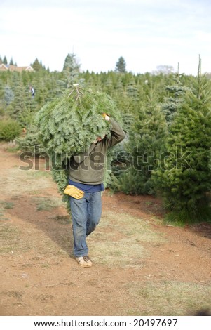 Cut your own christmas tree lot in the mountains