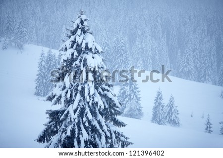 Background from winter trees. Natural winter landscape