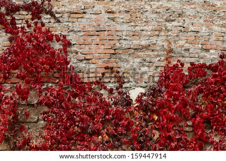 Old, ragged brick wall texture with fall greenery