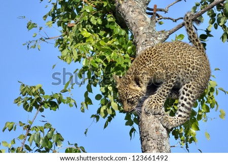 Leopard cub climbing tree