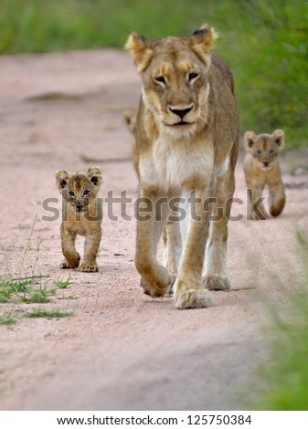 Lion cubs and lioness