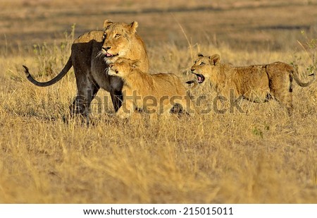 Lioness and cubs soft focus