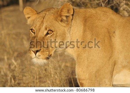 Lioness hunting in evening light
