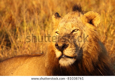 Dominant male lion in golden light