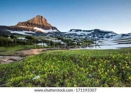 Reynolds Mountain over wildflower field at Logan Pass, Glacier National Park