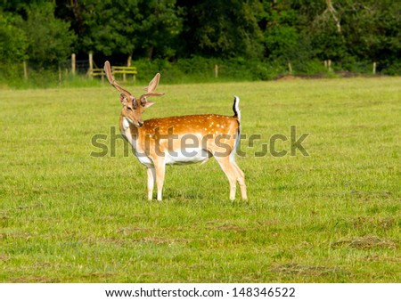 Red deer in the New Forest Hampshire England