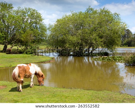 New Forest pony by a lake on a sunny summer day in Hampshire England UK on a summer day