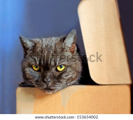 brown smoke cat in a box on blue background