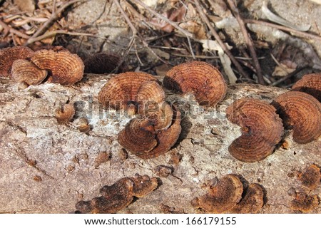 Earth tone mushrooms growing on fallen tree in Costa Rica