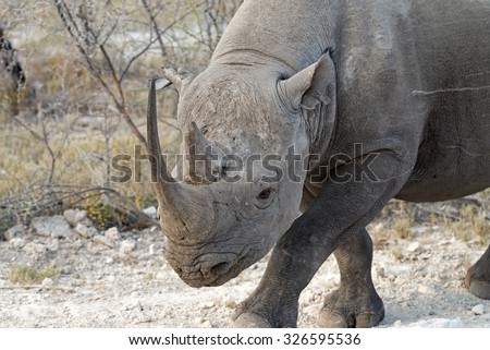 Black Rhinoceros walking on the side of the road in Etosha National Park, Namibia