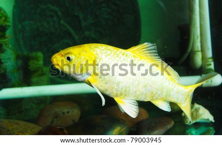 A yellow carp in a fish tank