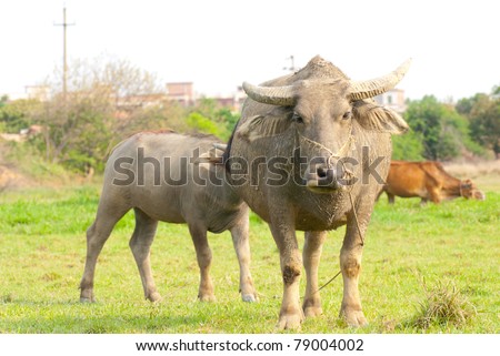 A female water buffalo are alarming the anear people and prepare to protecting her calf