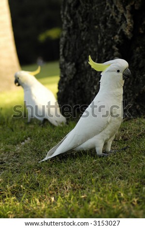 two white parrots with yellow feathers on head