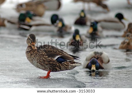 ducks swimming in frozen pond, one duck standing on ice