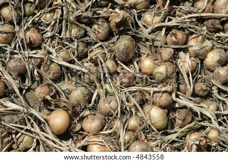 several onions drying on ground, dust and dirt