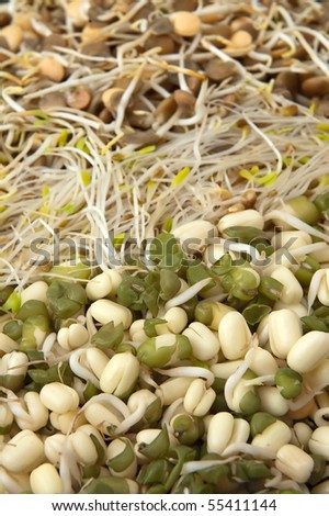 different fresh bean sprouts, vertical photo