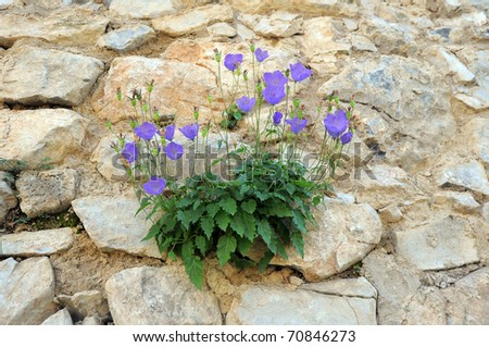 purple flowers growing from a rock wall