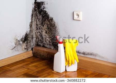 Black mold in the corner of room wall. Preparation for mold removal.  商業照片 © 