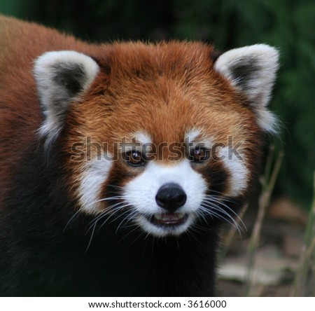 A Red Panda.Close up.