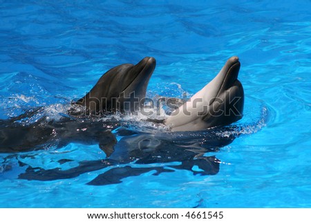 Pair dances of dolphins.