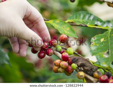 Ripe beans ready for harvest on a coffee tree
