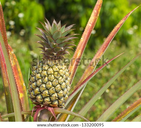 Pineapple in the plantation area under tropical area