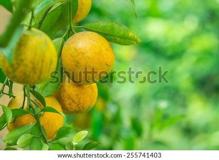 branch orange fruits with green leaves in nature background