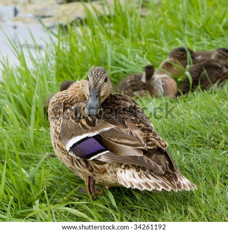 Angry mallard duck and baby ducklings