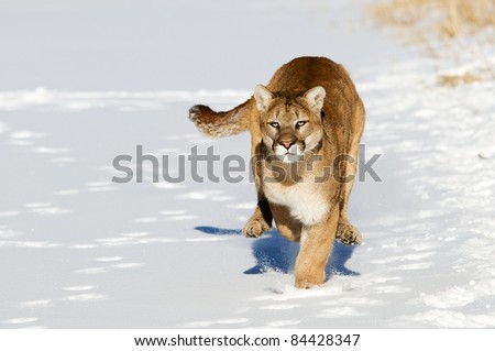 Mountain Lion Running