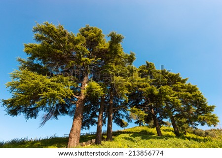 Cedars of Lebanon - Cedrus Libani / Five cedars of Lebanon (cedrus libani) in the hill on blue sky in summer