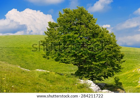 Lonely Beech Tree at Spring - Lessinia Italy. Lonely Beech Tree on blue sky with clouds in the Regional Natural Park of Lessinia, Veneto, Verona, Italy