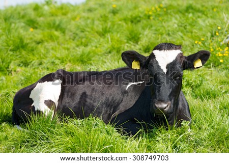 Black and White Cow Resting on Green Pasture / Black and white cow resting on a green pasture with yellow blurred flowers