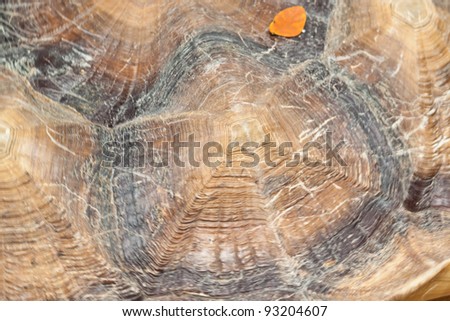 Close-up of  Tortoise shell