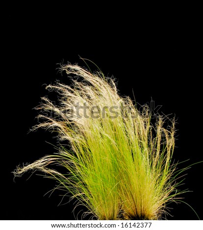 Isolated Ornamental Grass on Black