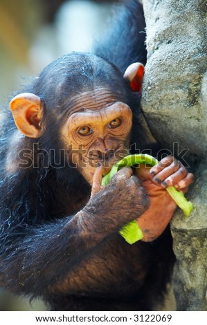 view of young funny chimpanzee thinking about something while eating some fruit
