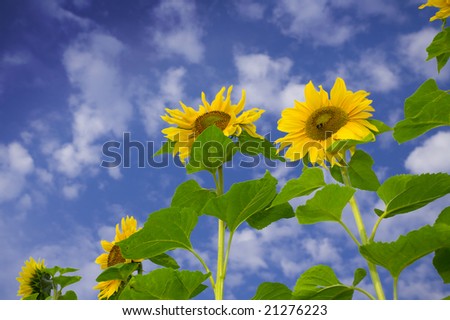 View of nice fresh sunflowers on blue sky back