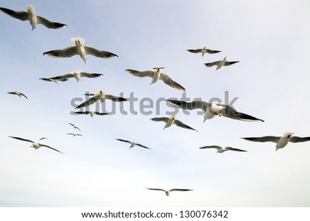 Similar – Image, Stock Photo #AS# flying away Seagull