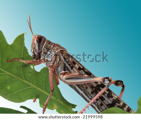 Locust eating a leaf of an oak - macro shot