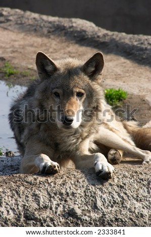 Laying on the sun, the wolf having a rest on mountain