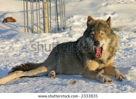 The yawning wolf laying on a snow covered by the coming sun