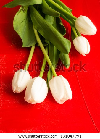 Spring white tulips over a rich red textured background