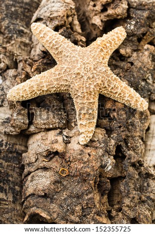 A marine animal starfish against a rugged background.