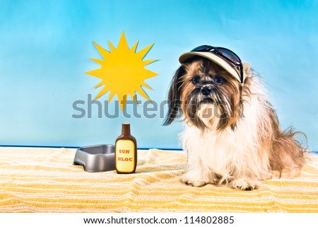 A Shih Tzu in a cap with sun glasses beats the heat with Sun Bloc and a dish of water.