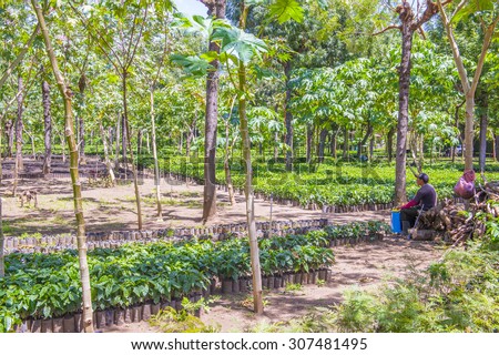 ANTIGUA , GUATEMALA - JULY 27 : Coffee plantation in Antigua Guatemala on July 27 2015. Coffee is an important element of Guatemala\'s economy