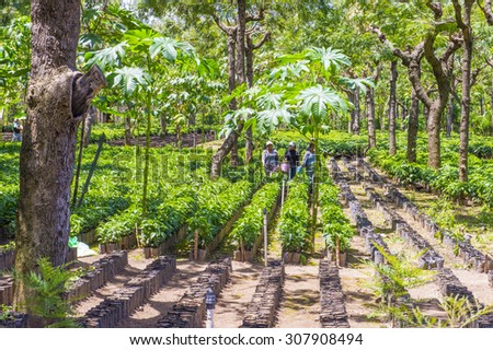 ANTIGUA , GUATEMALA - JULY 27 : Coffee plantation in Antigua Guatemala on July 27 2015. Coffee is an important element of Guatemala's economy