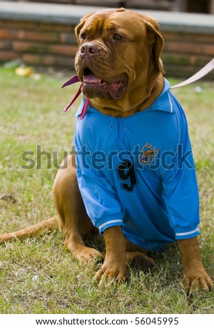 MONTEVIDEO - JUNE 26: dog wearing Uruguayan futball team shirt celebrating the first quarterfinals in 40 years after beating South Korea  on June 26, 2010 in Montevideo, Uruguay