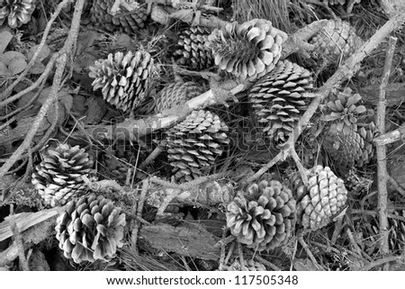 Pine Cones in Black and White