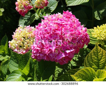 Pink Flowers hydrangea