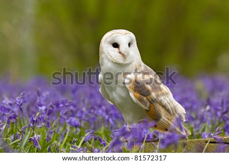 Barn Owl in a field of bluebells